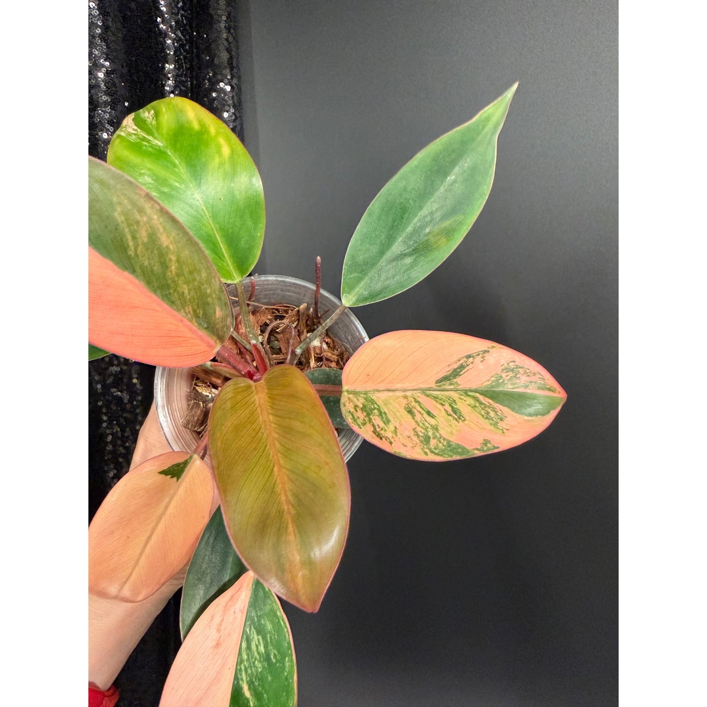 Variegated Philodendron Red Congo: Rare Aroid Plant