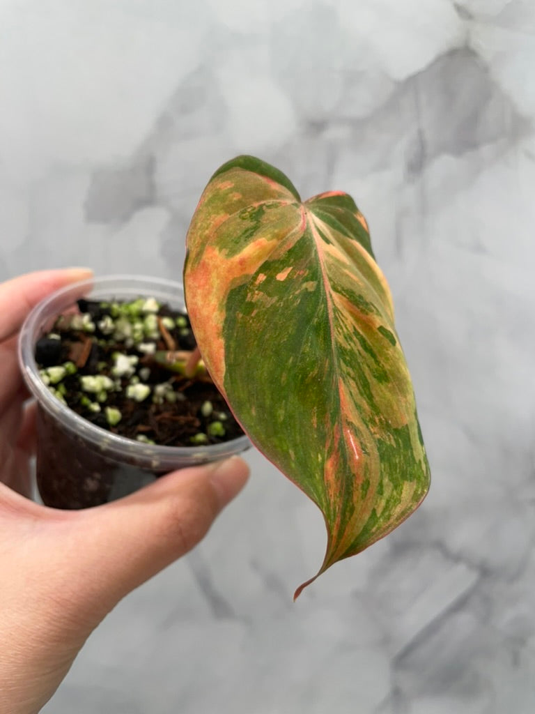 Variegated Pink/Aurea  Philodendron Micans, Large Leaf Rooted Cutting