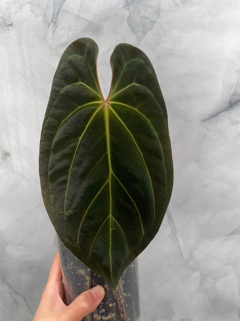 Anthurium Papillilaminum x Besseae aff Hybrid, Very Large Leaf, Exact Plant