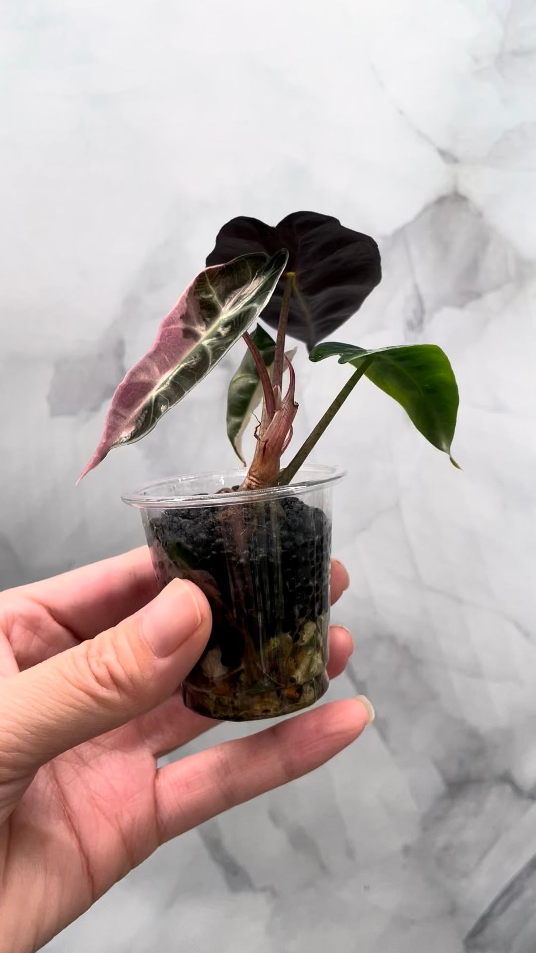 Alocasia Polly Pink Variegated | Stunning Pink Leaves, Well Established