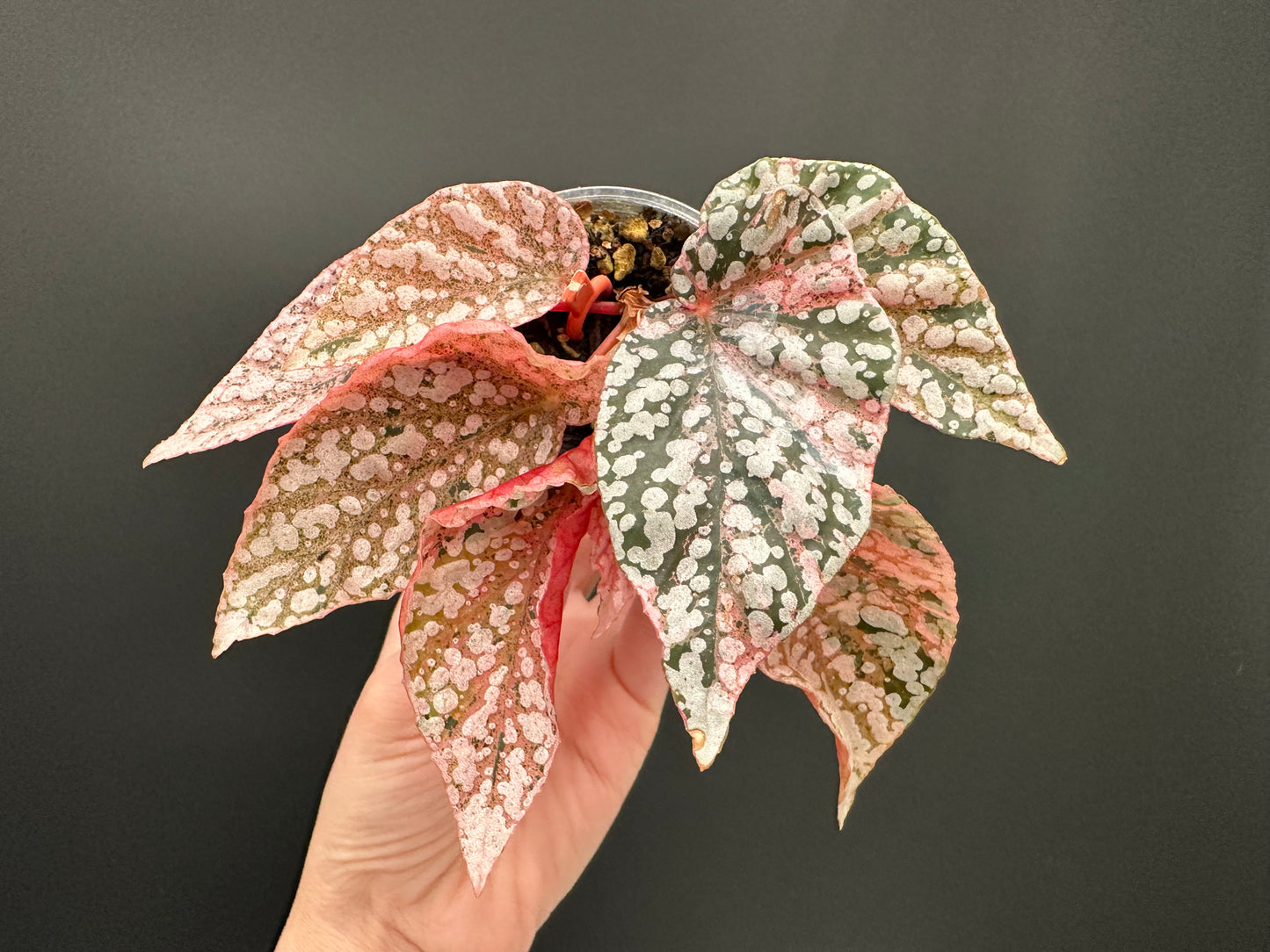 Begonia Snow Capped Variegated Rooted Plant