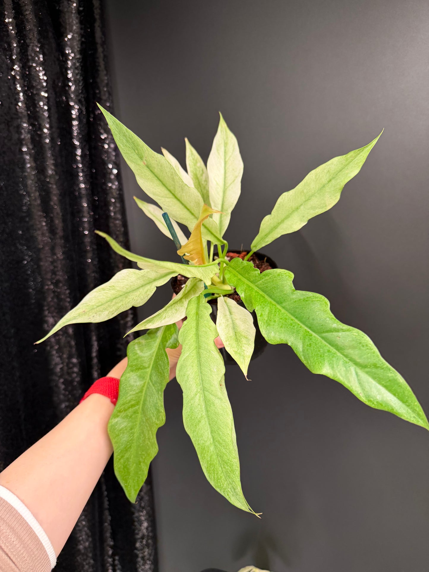 Philodendron Pluto Mint