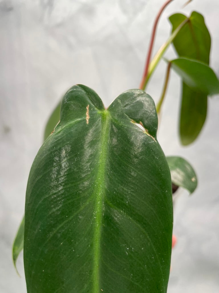 Philodendron Spiritus Sancti, Exact Plant
