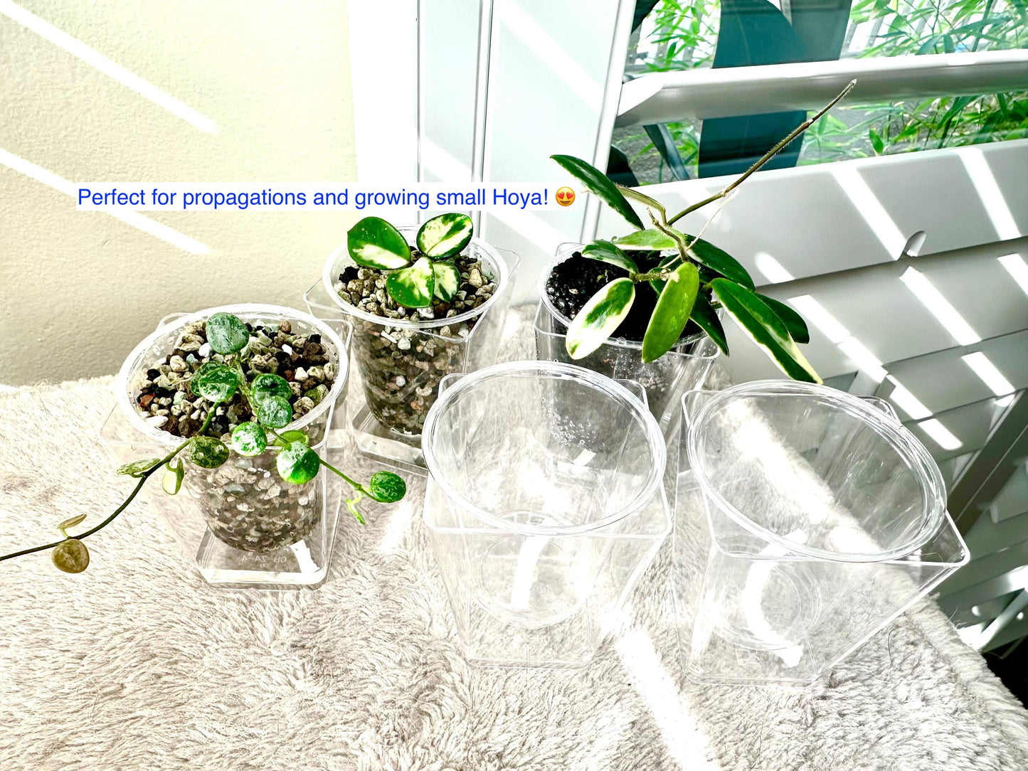 Clear PLASTIC Hand-made Self-Watering Pots 2.5"