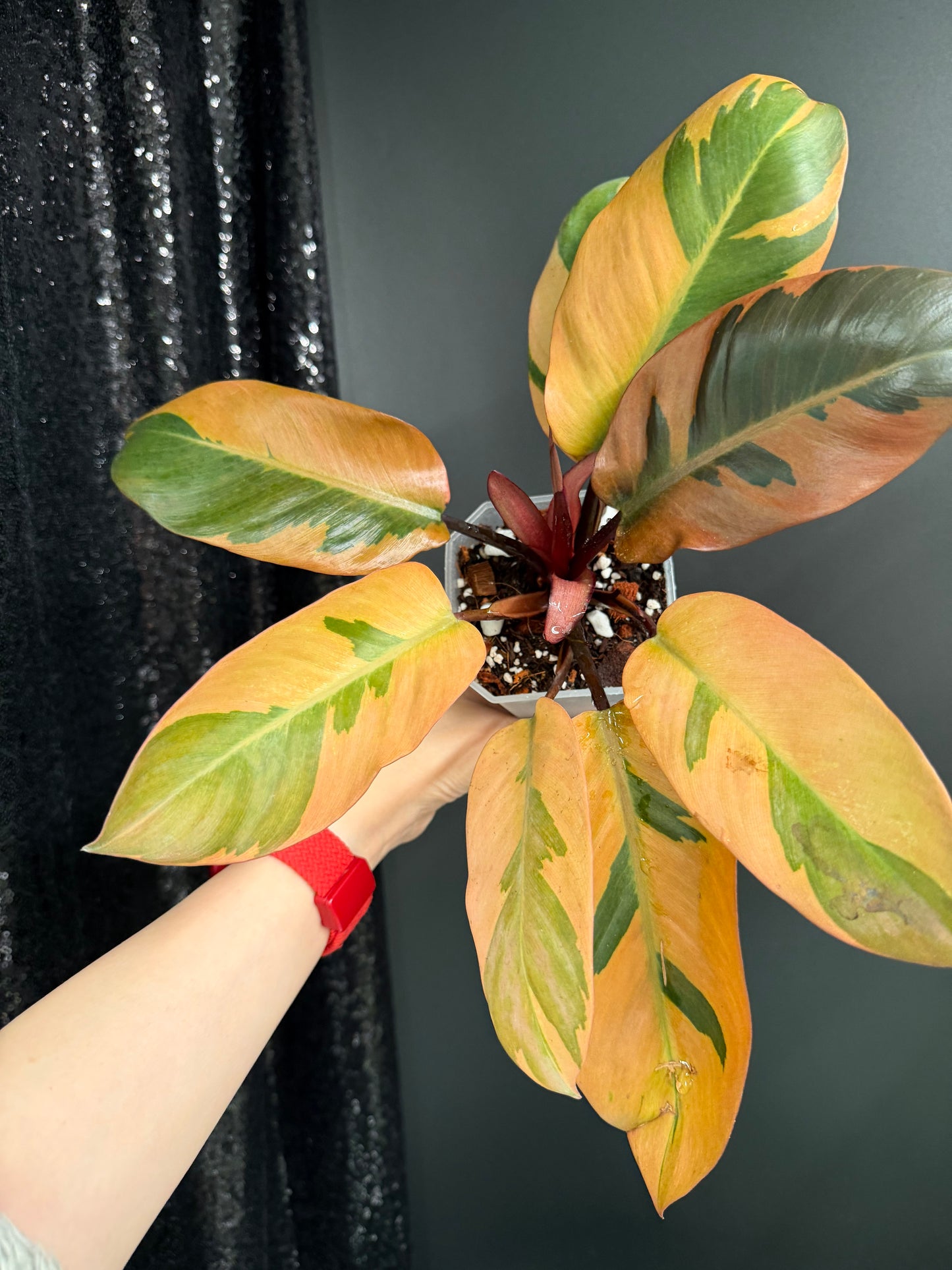 Black Cardinal Variegated