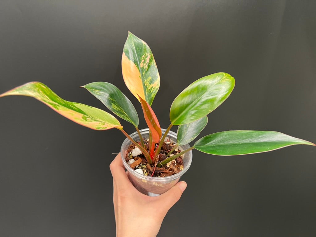 Philodendron Red Congo Variegated