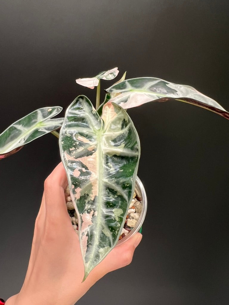 Alocasia Bambino Pink
