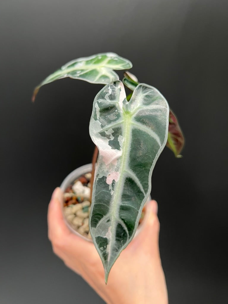 Alocasia Bambino Pink
