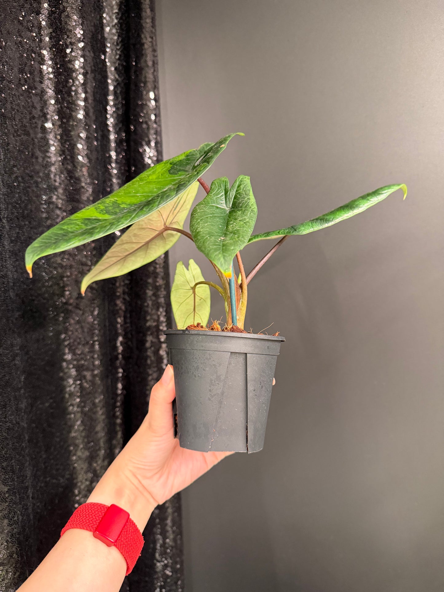 Alocasia Scalprum Variegated