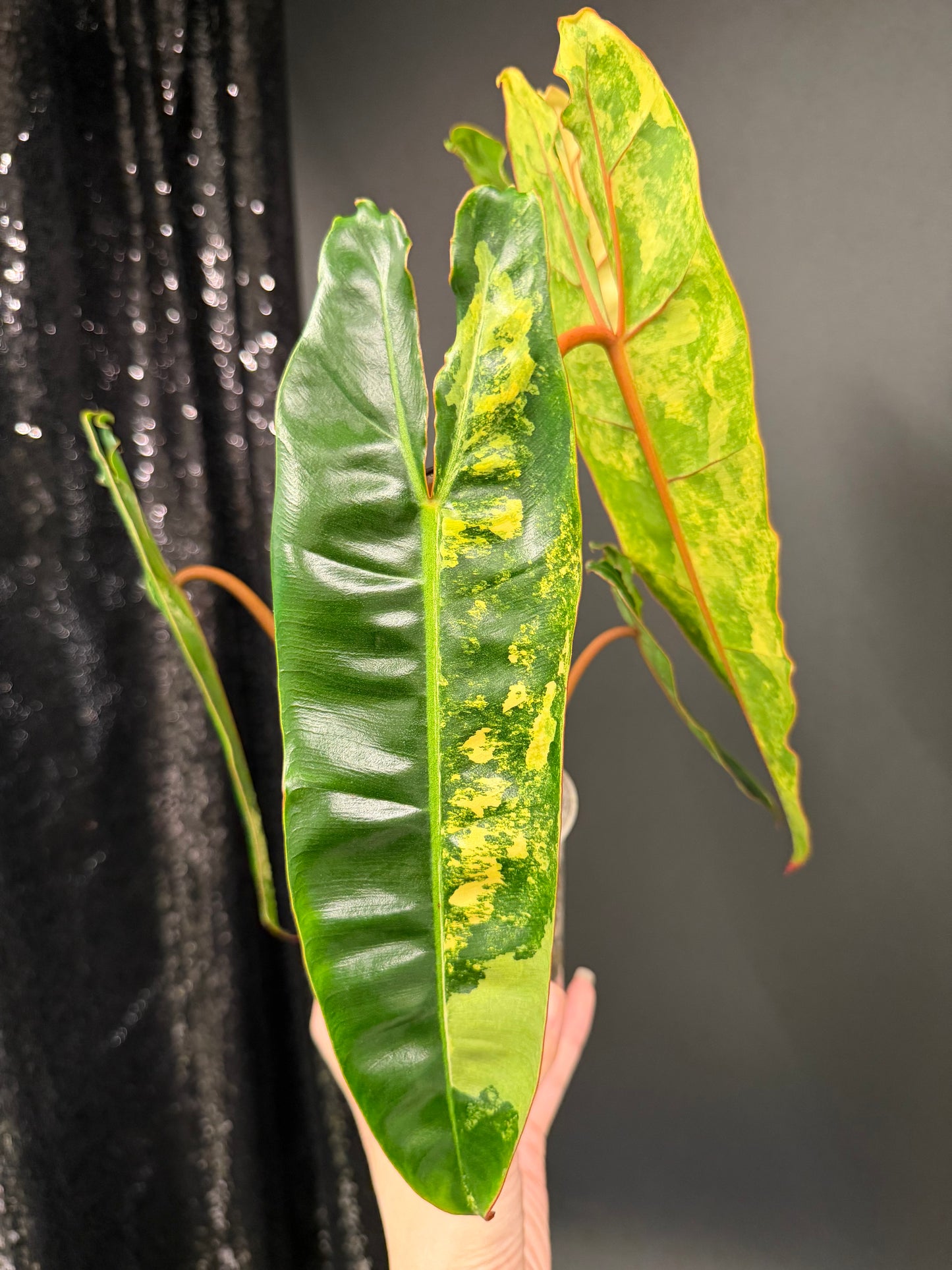 Philodendron Billie Variegated