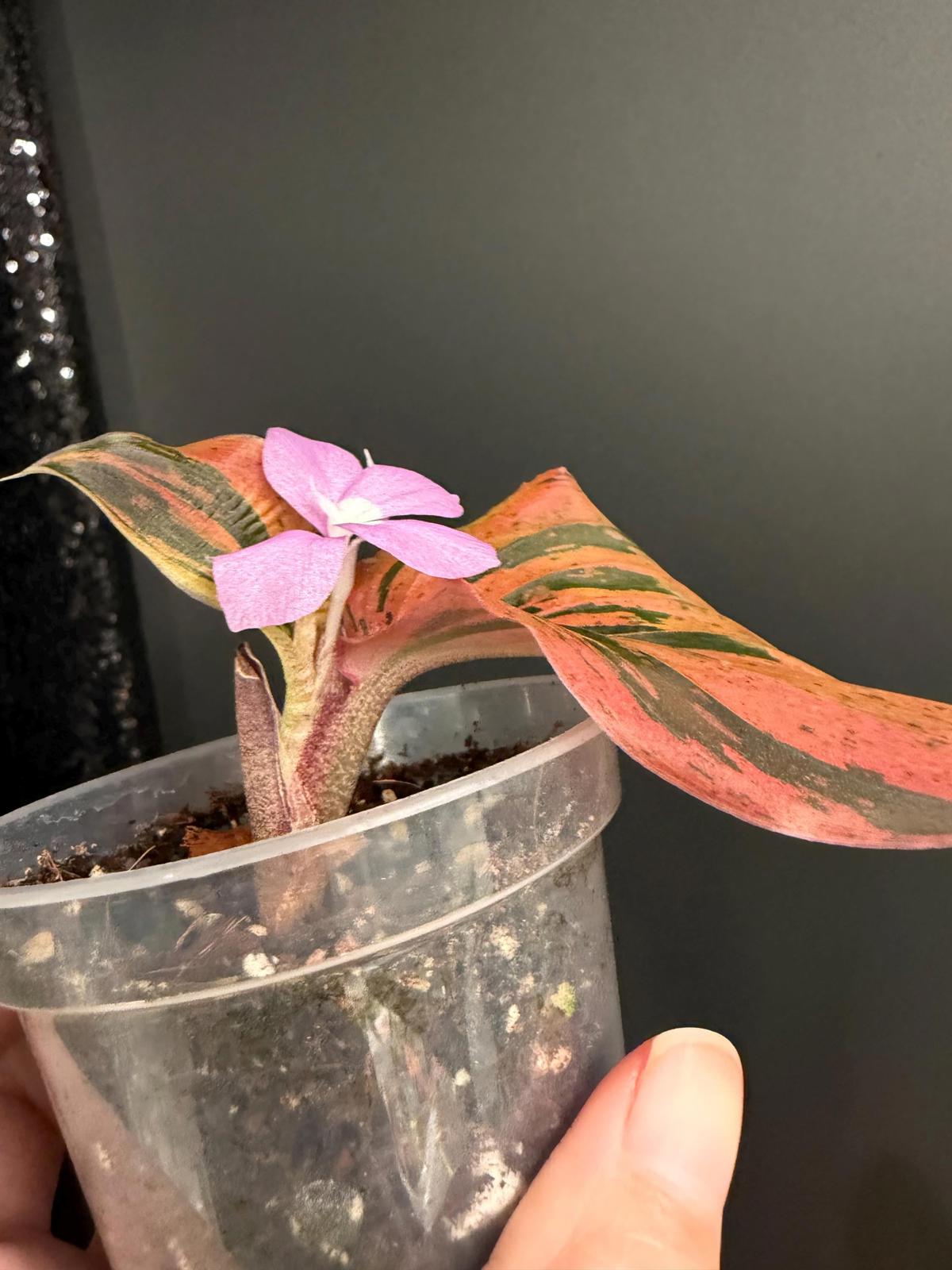 Kaempferia sp Variegated, Orange/Pink Variegation, Starter Plant
