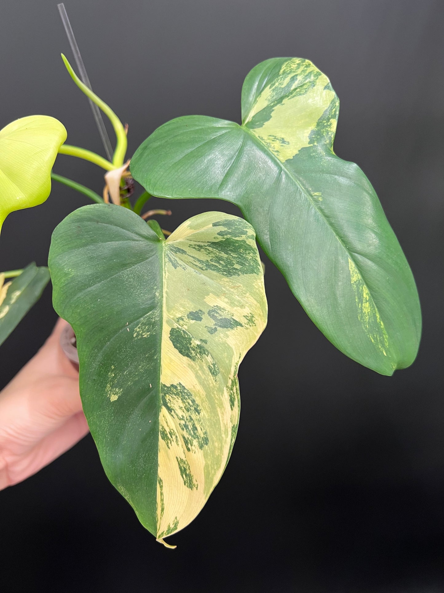 Philodendron Violin Variegated, Easy Rare Tropical Exotic Plants