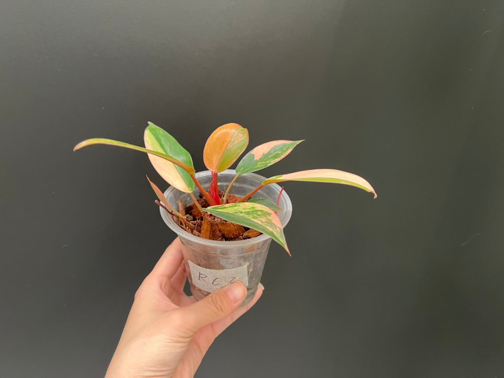 Philodendron Red Congo Variegated