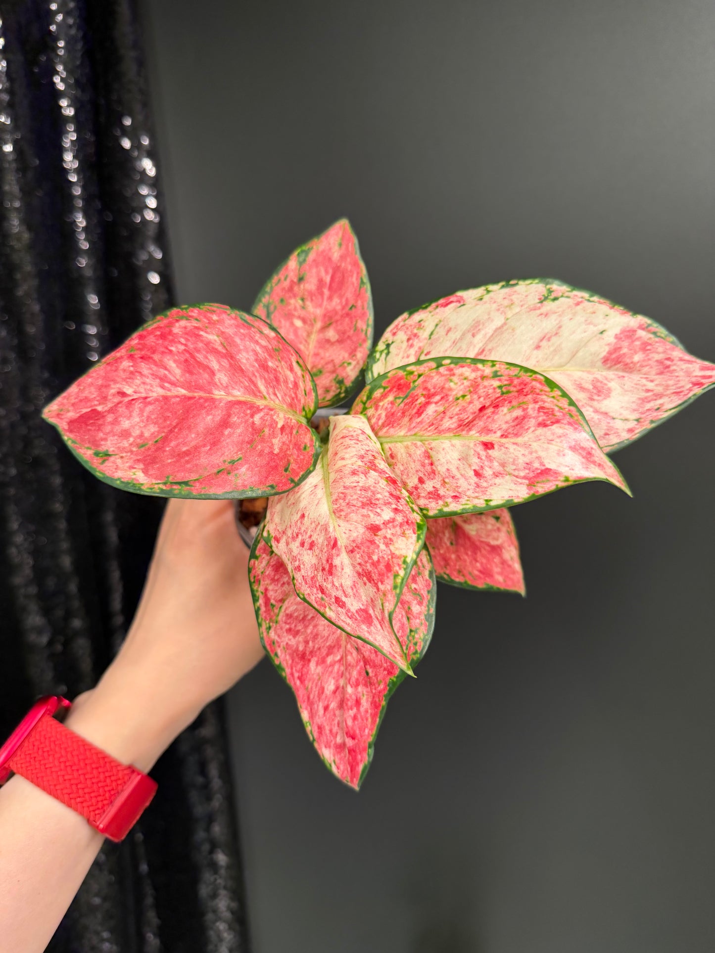 Aglaonema Zolina, super rare