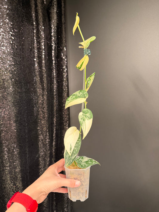 Scindapsus Mayari Variegated