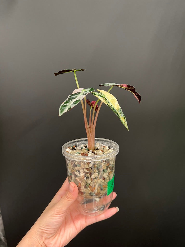 Alocasia Bambino Pink