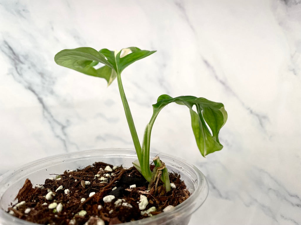 Variegated Monstera Adansonii Albo Rooted STARTER with 3 Growth Points