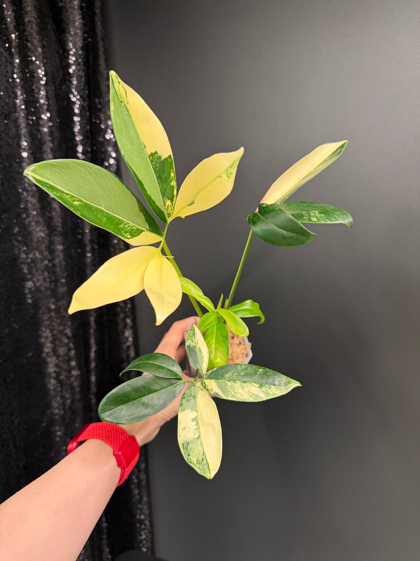 Philodendron Goeldii Variegated