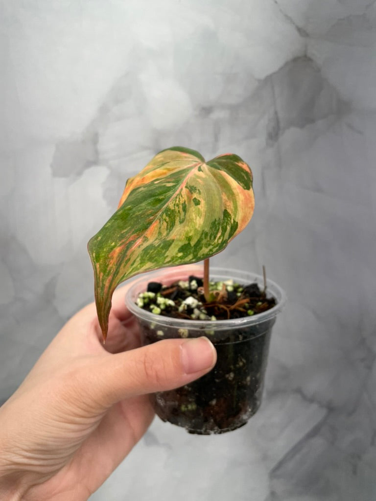 Variegated Pink/Aurea  Philodendron Micans, Large Leaf Rooted Cutting