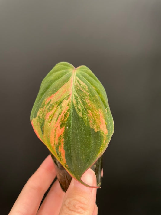 Variegated Aurea/Pink Philodendron Micans