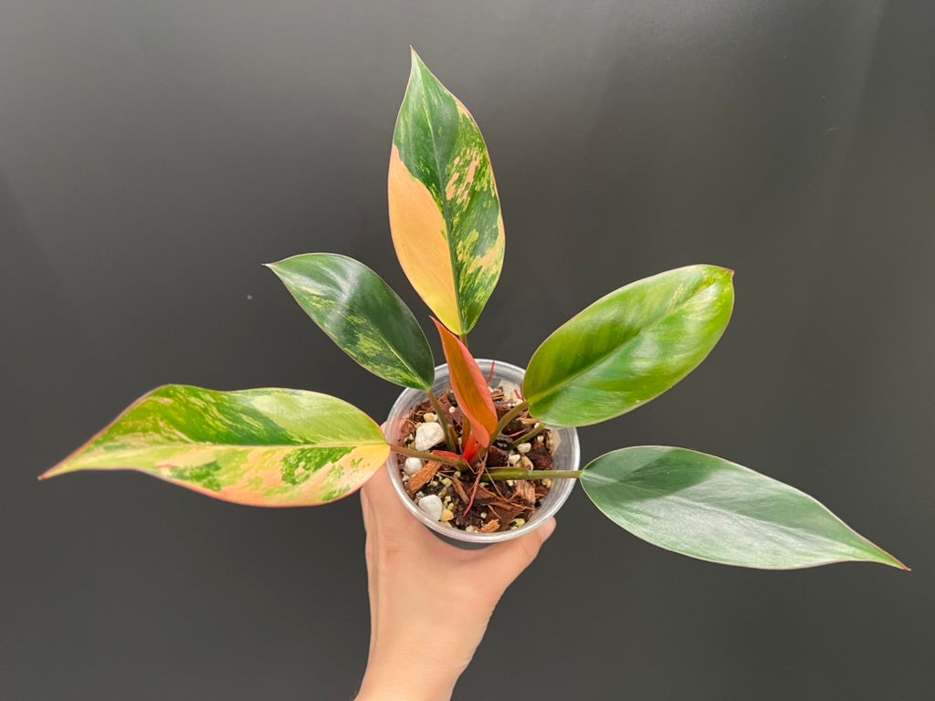 Philodendron Red Congo Variegated