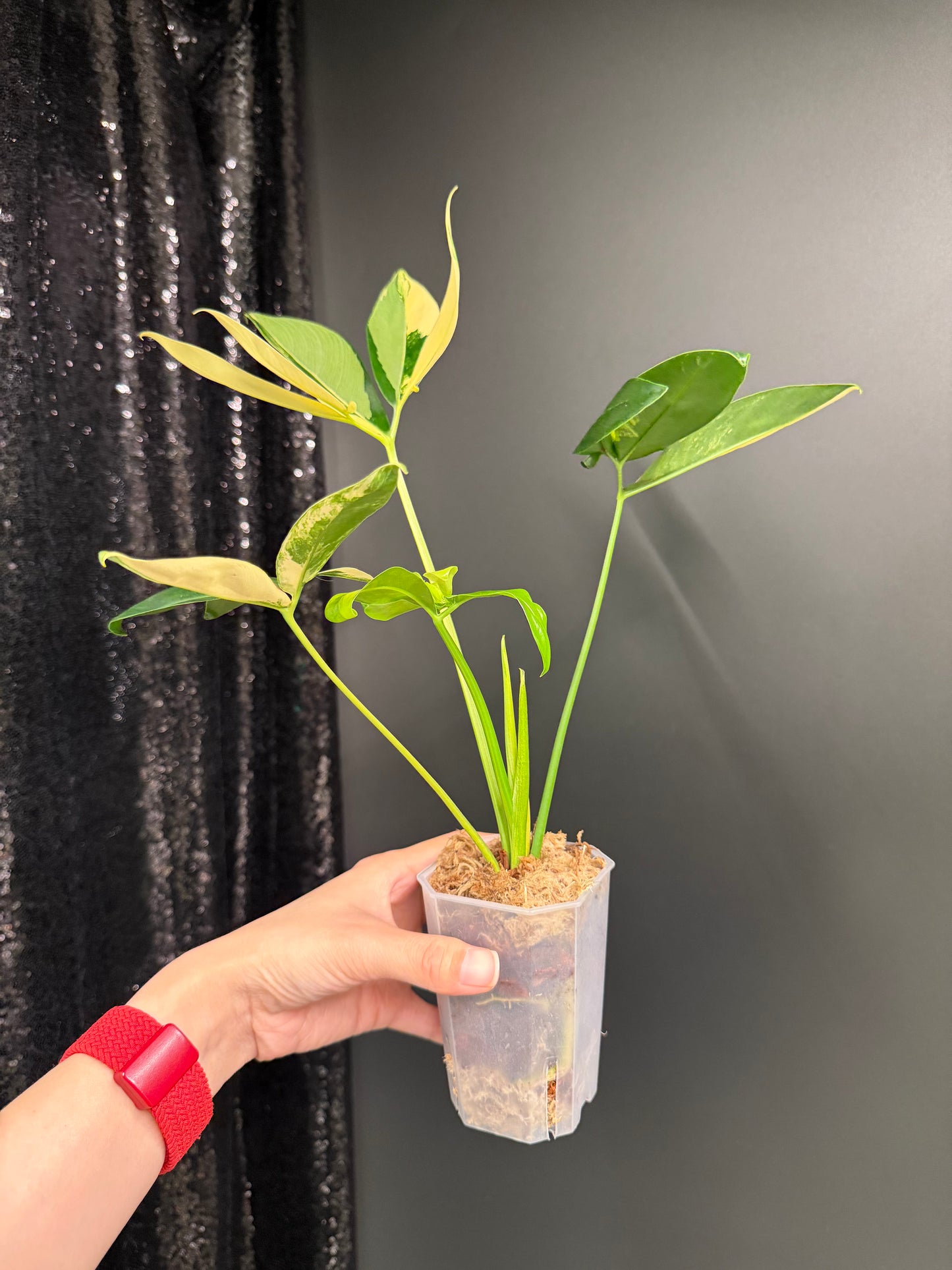 Philodendron Goeldii Variegated