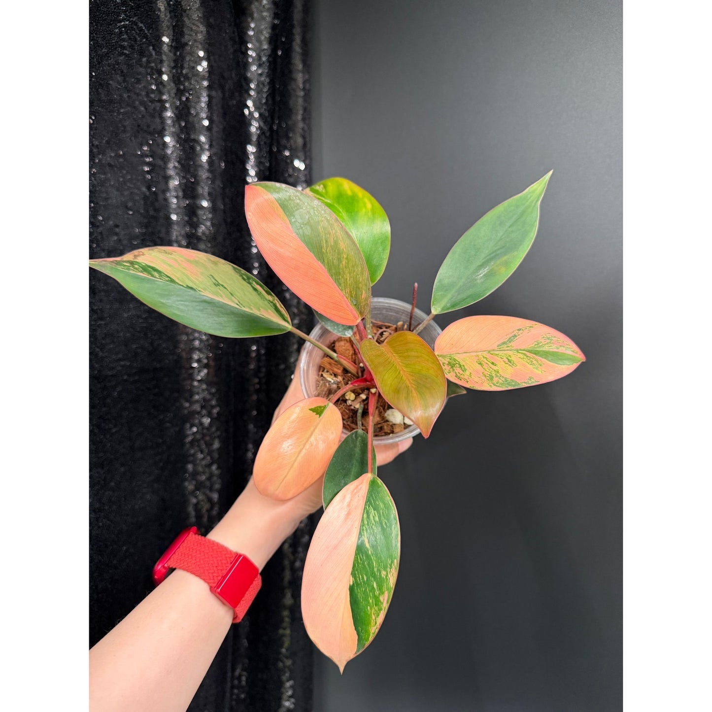 Variegated Philodendron Red Congo: Rare Aroid Plant