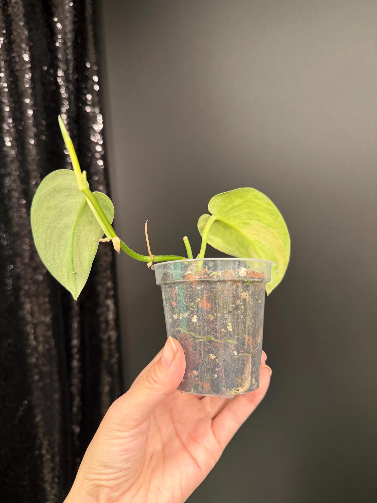 Mysterious Variegated Scindapsus(it might be a Matcha)