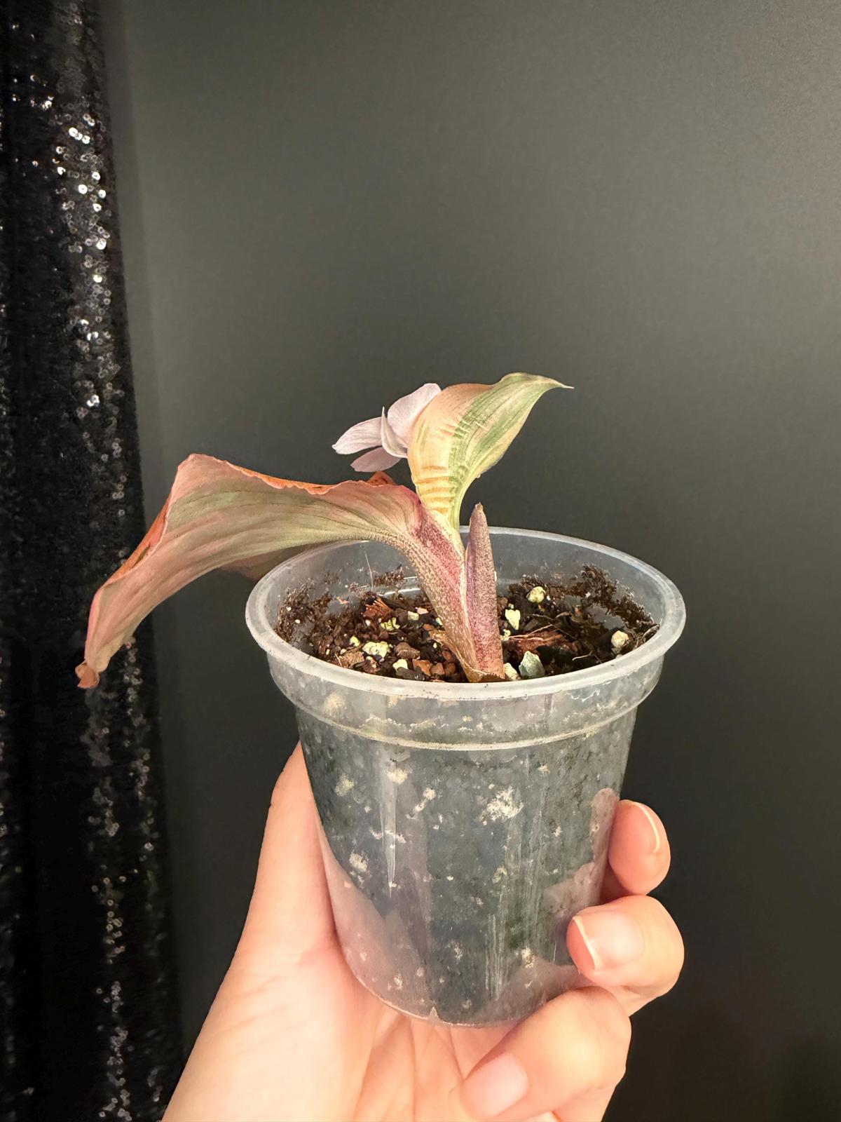 Kaempferia sp Variegated, Orange/Pink Variegation, Starter Plant