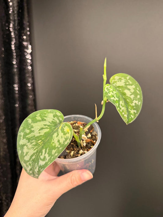 Mysterious Variegated Scindapsus(it might be a Matcha)