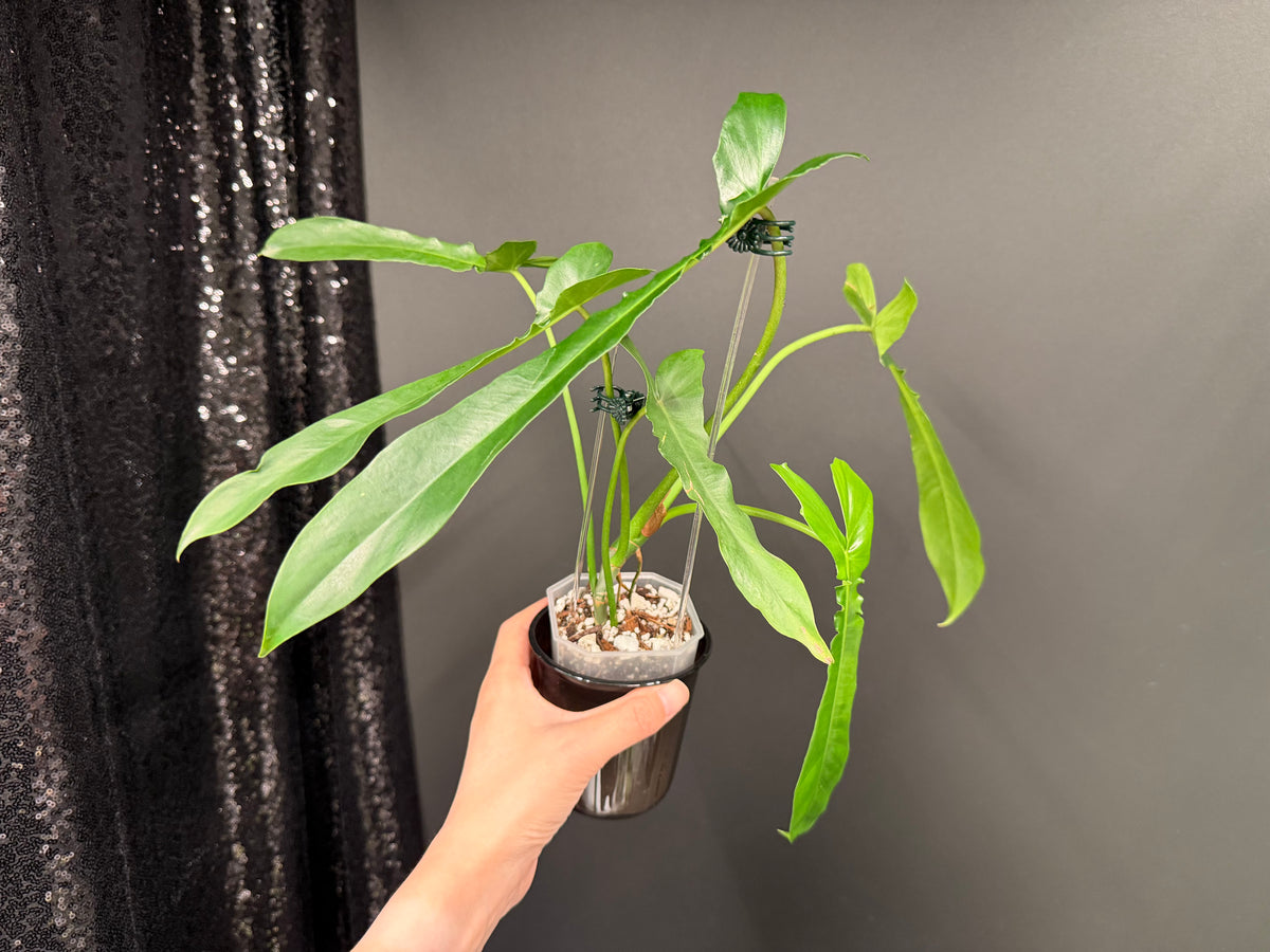 Philodendron Belle Isle