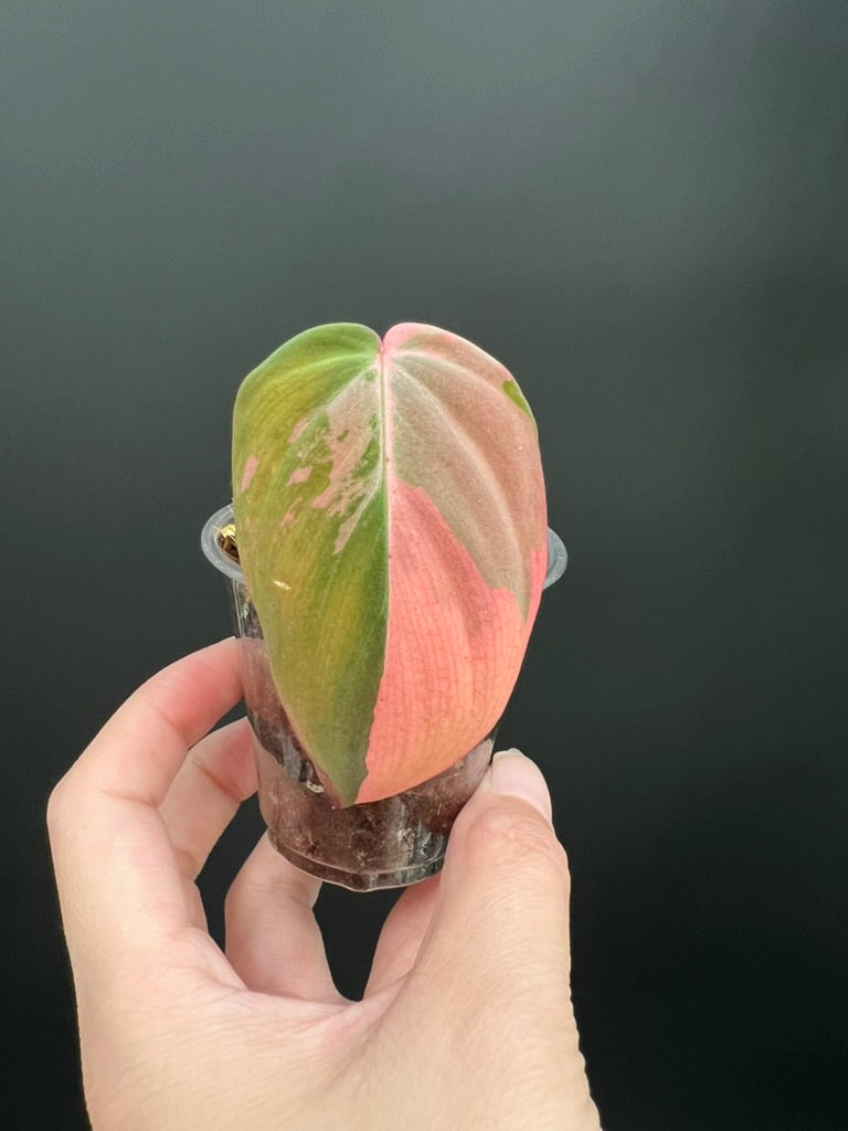 Variegated Aurea/Pink Philodendron Micans