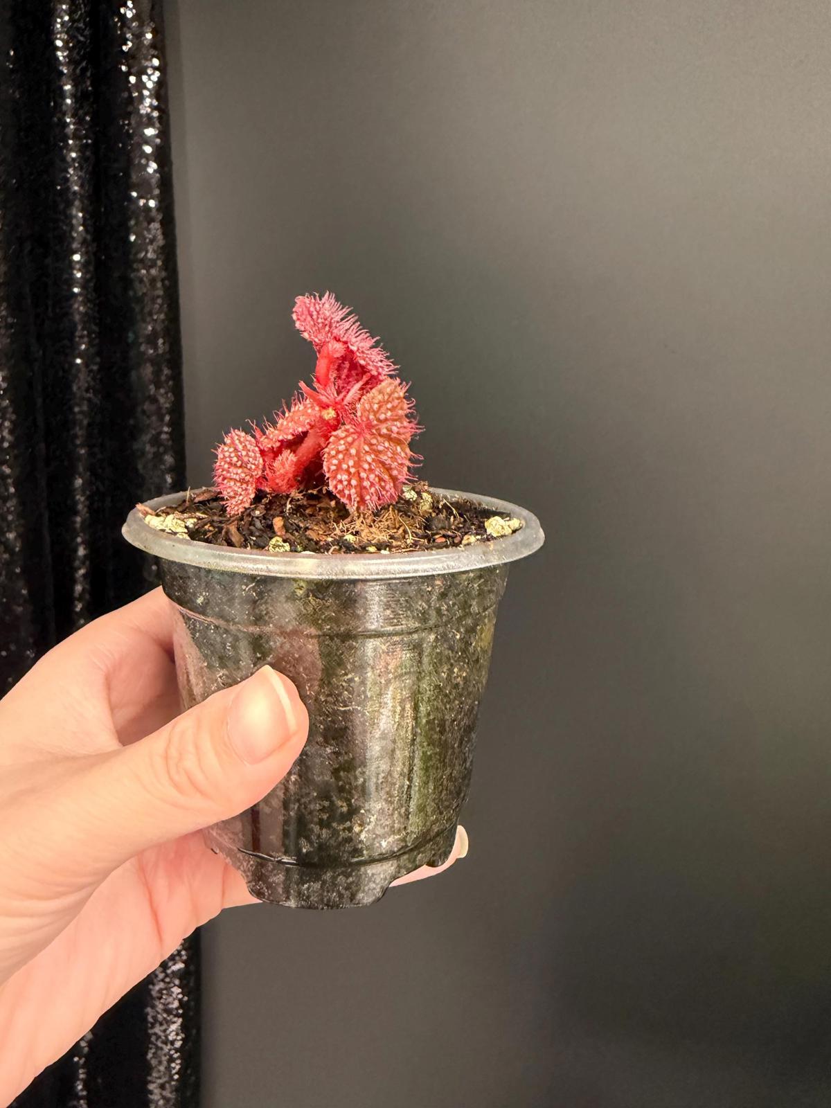 Begonia Pink Urchin, Rooted Starter