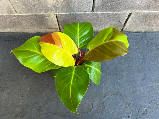 Philodendron Yellow Flame Red Moon, Exact #1
