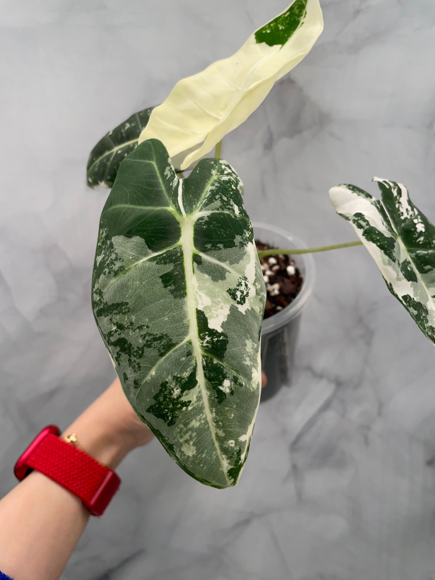 Alocasia Frydek Variegated in 3.9" Pot