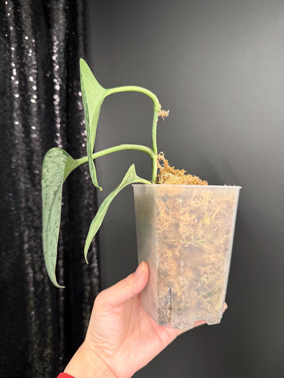 Scindapsus Silver Cloud Variegated, Large Leaf Rooted Cutting, US Seller