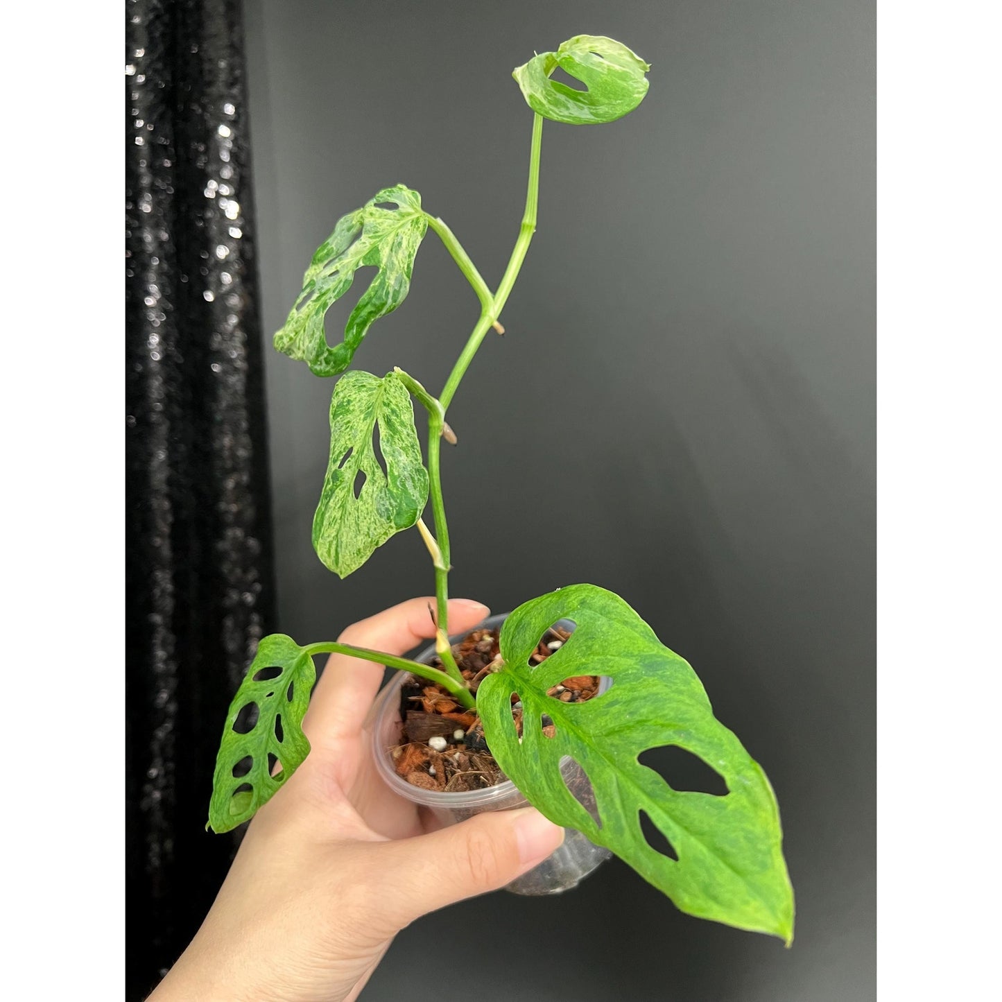 Monstera Laniata Mottled Variegated, Exact Plant | Rare Aroid | US Seller