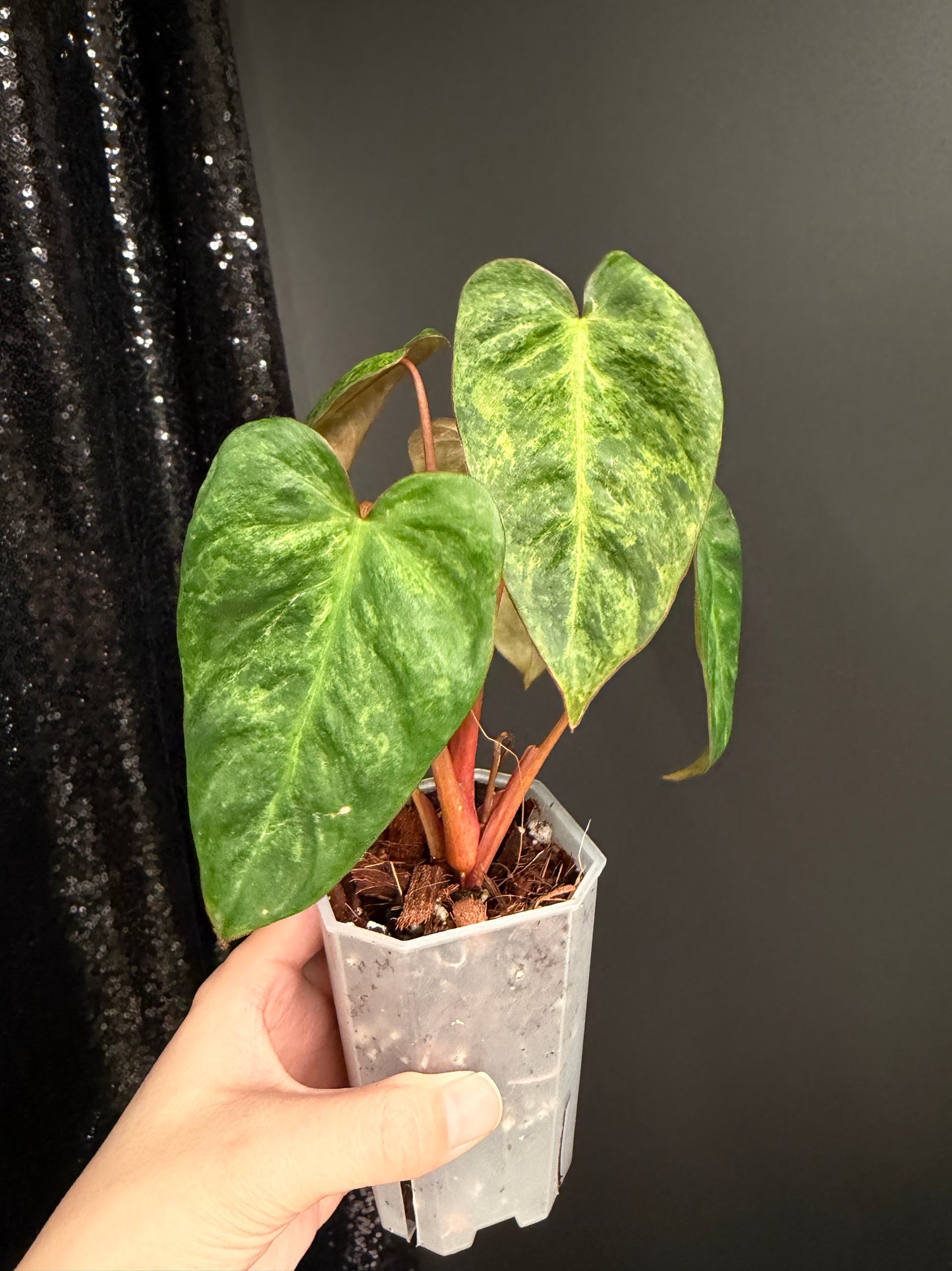 Philodendron El Choco x Billietiae Hybrid