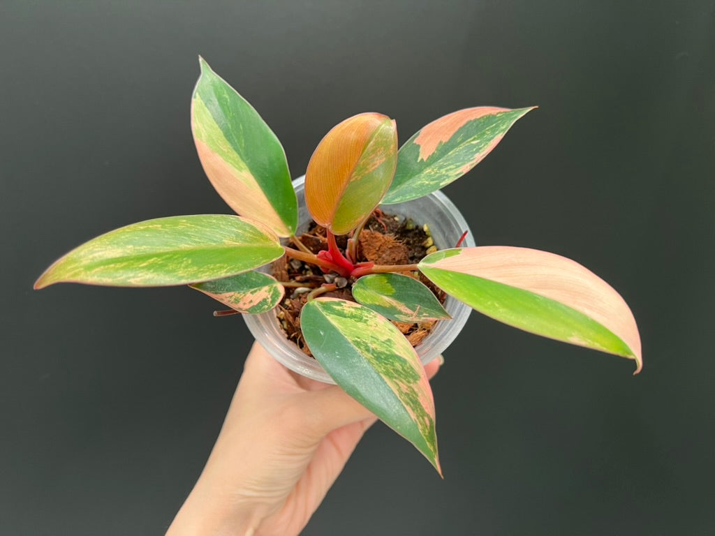 Philodendron Red Congo Variegated