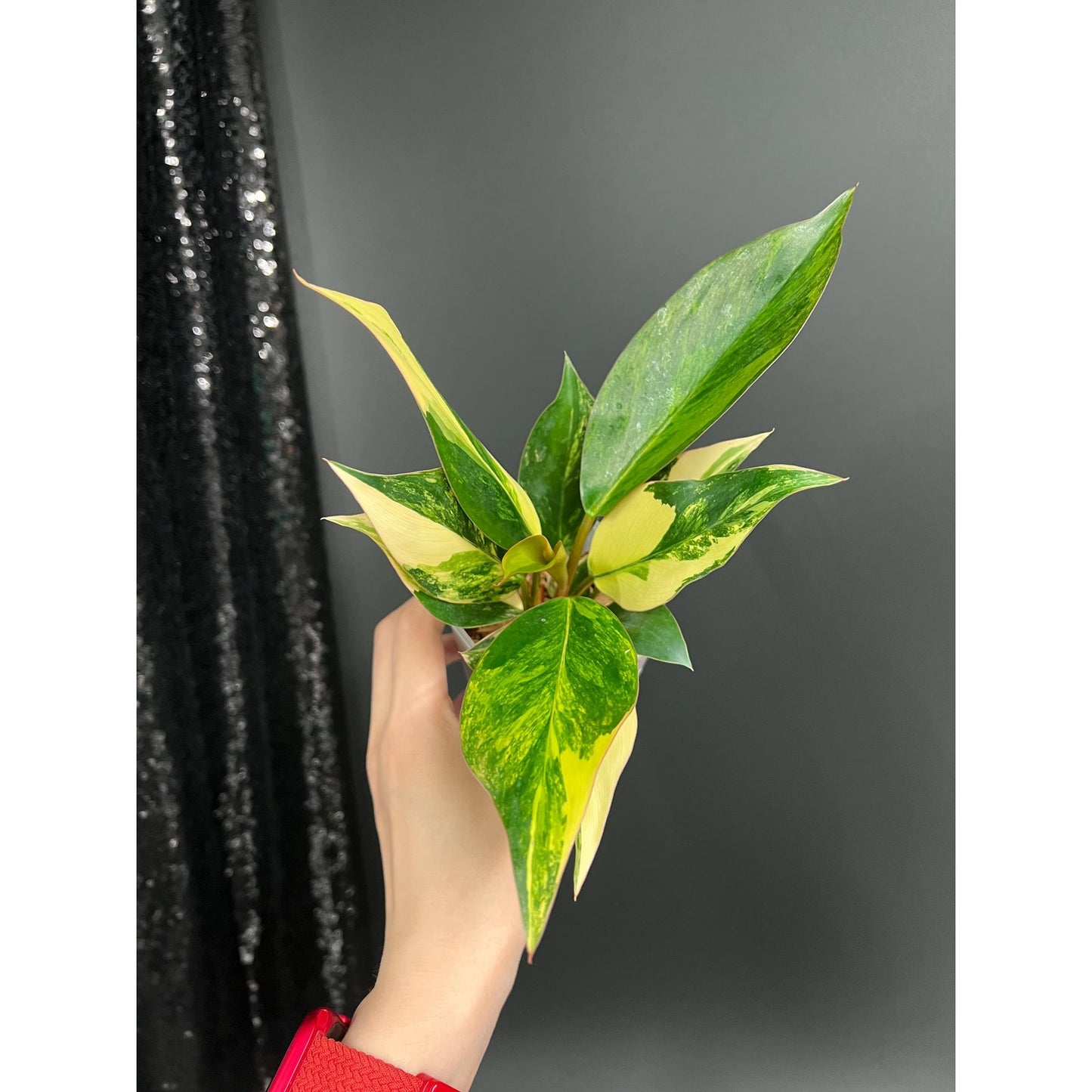 Philodendron Red Congo, Bushy Starter Plant, US Seller
