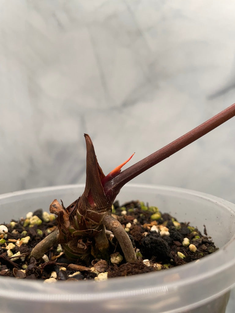 Anthurium Papillilaminum x Besseae aff Hybrid, Very Large Leaf, Exact Plant