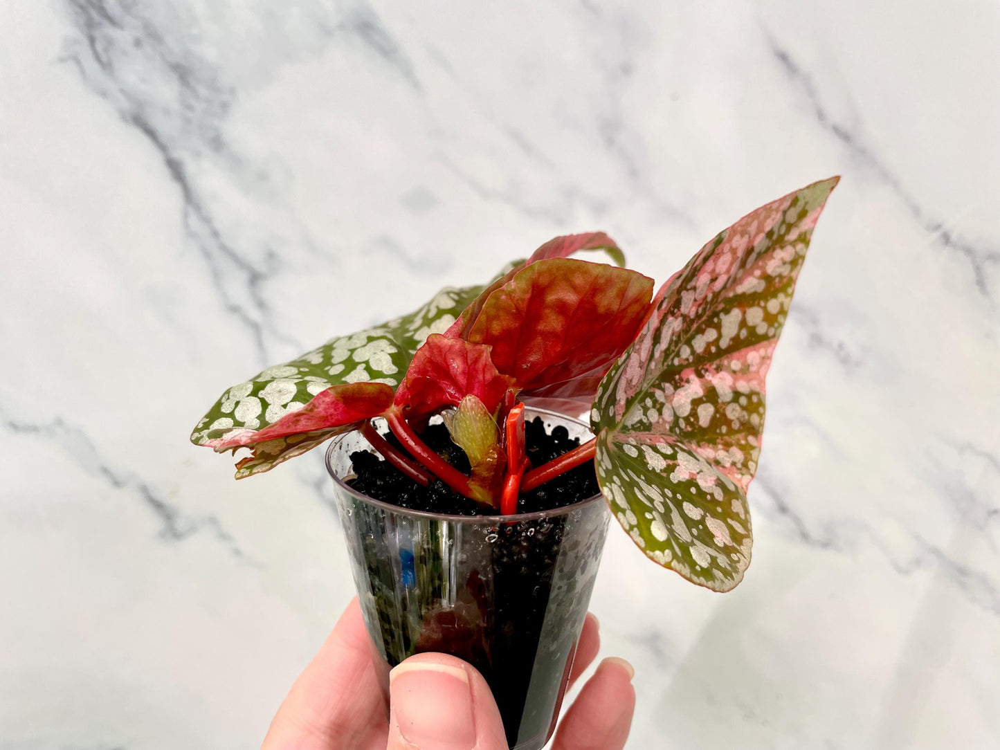 Begonia Snow Capped Variegated Newly Rooted Plant