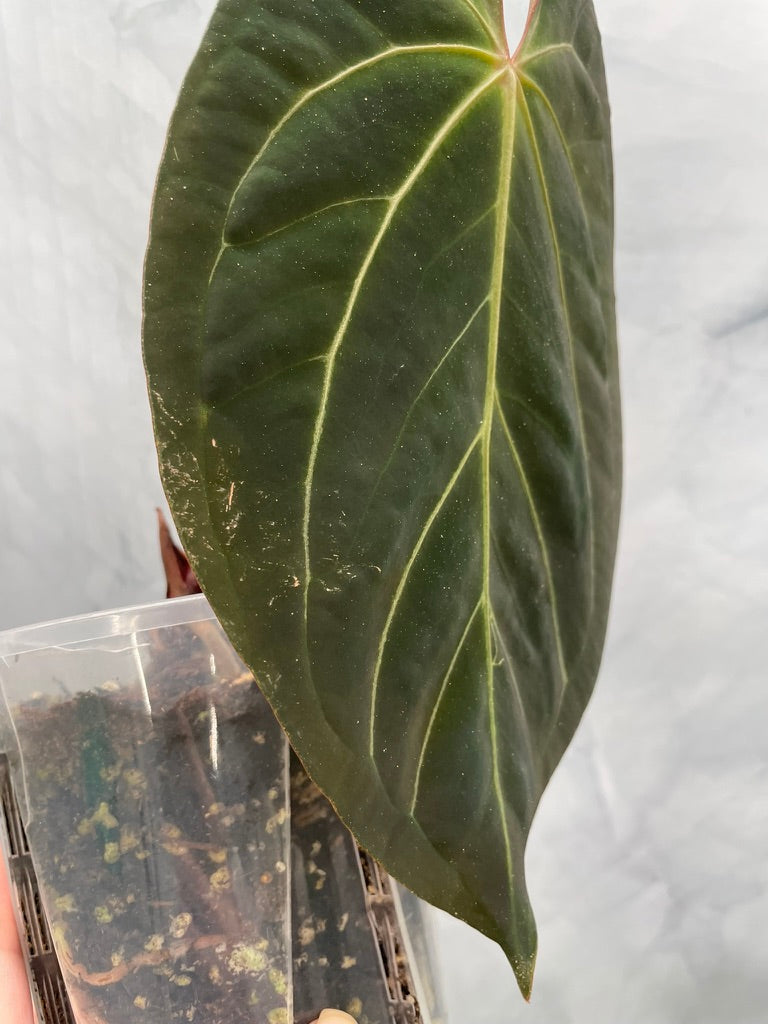 Anthurium Papillilaminum x Besseae aff Hybrid, Very Large Leaf, Exact Plant