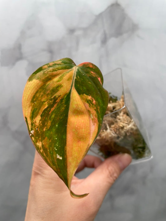 Variegated Aurea/Pink Philodendron Micans Rooted Cutting with New Growth
