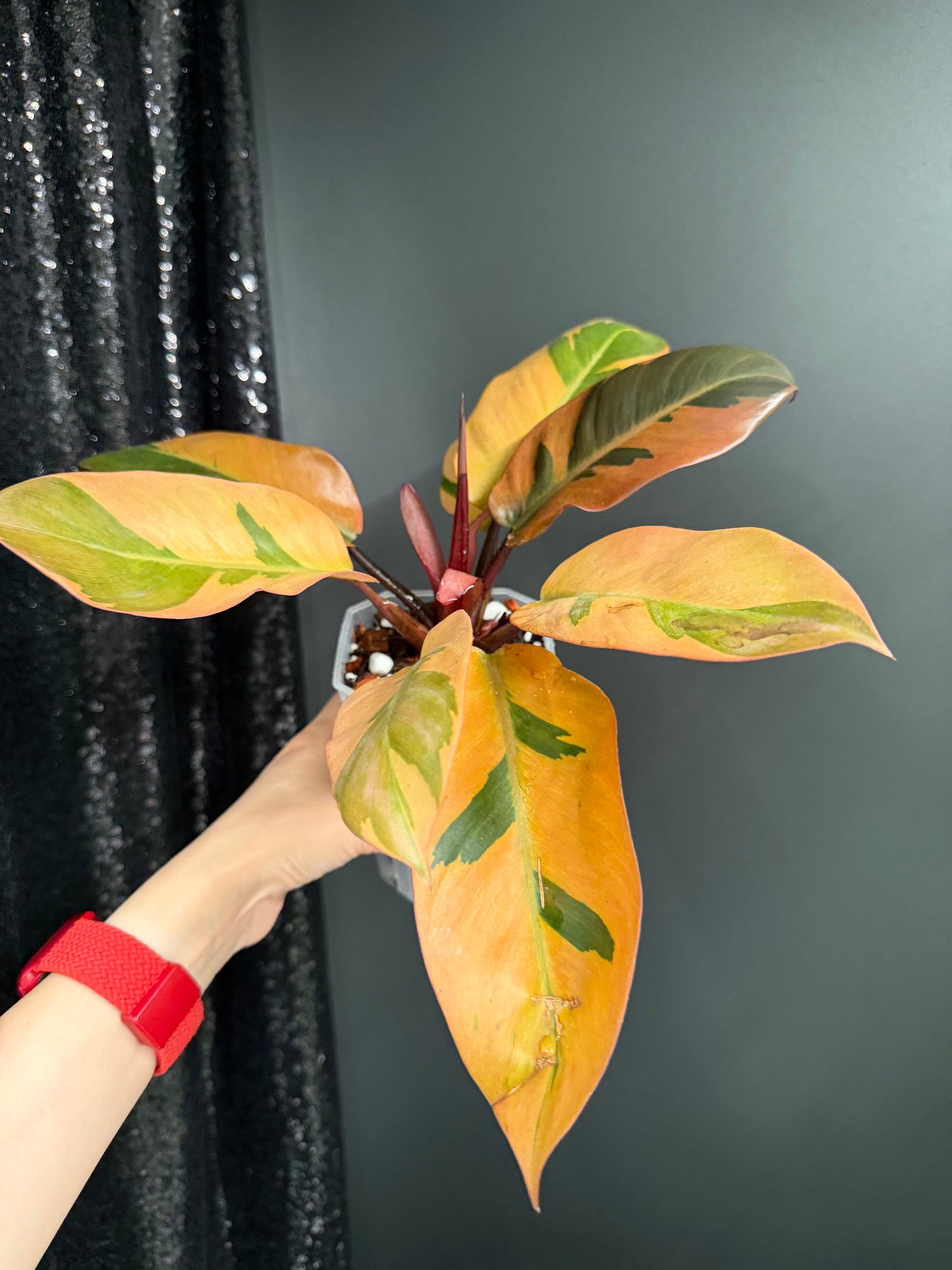 Black Cardinal Variegated