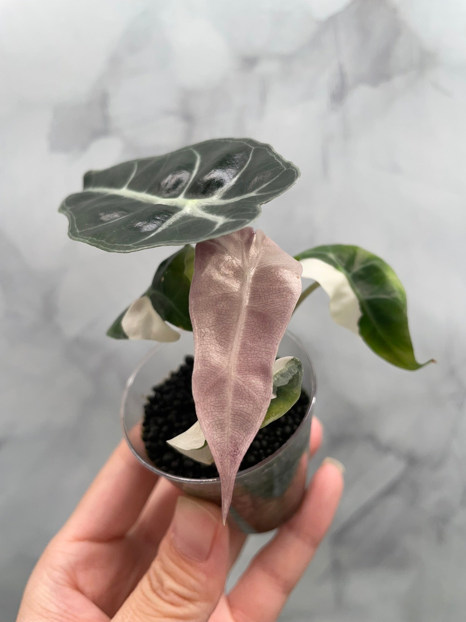 Alocasia Polly Pink Variegated | Stunning Pink Leaves, Well