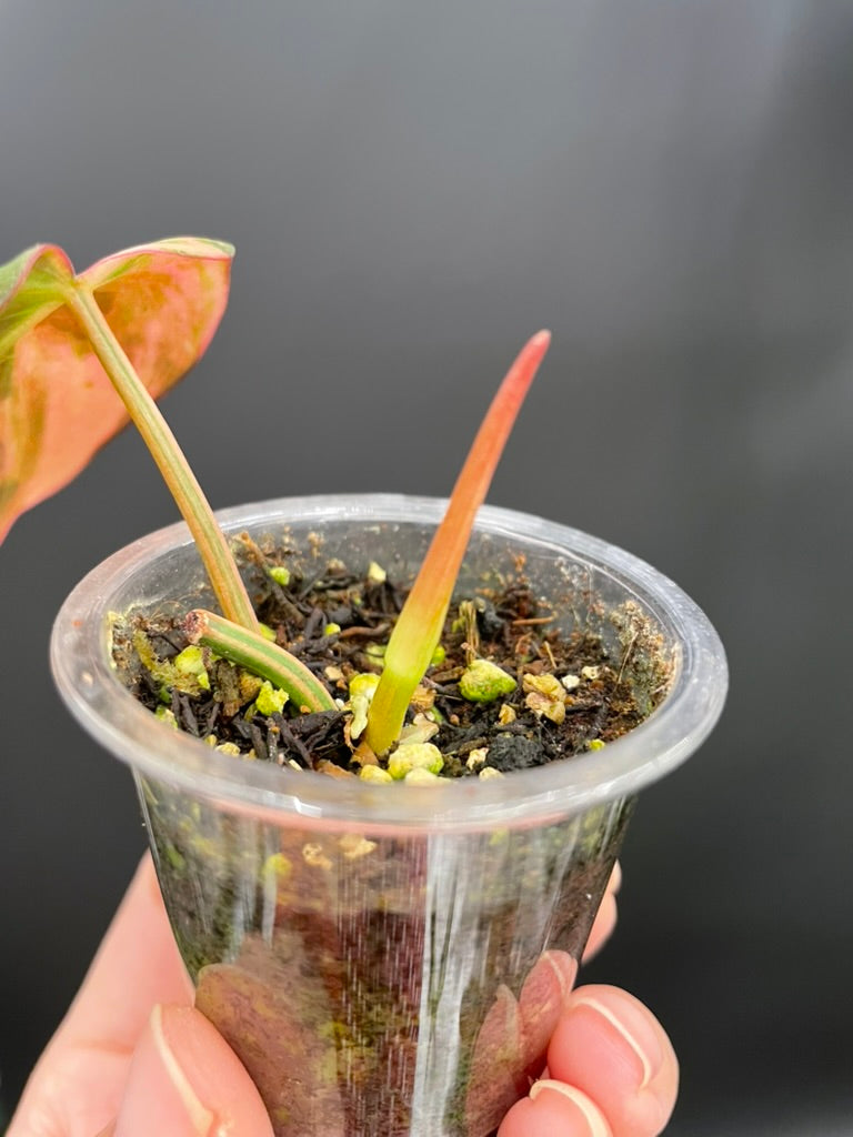 Variegated Aurea/Pink Philodendron Micans