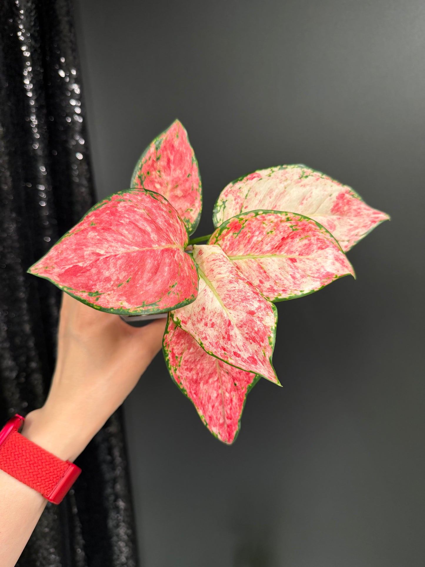 Aglaonema Zolina, super rare