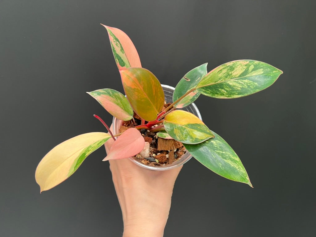 Philodendron Red Congo Variegated