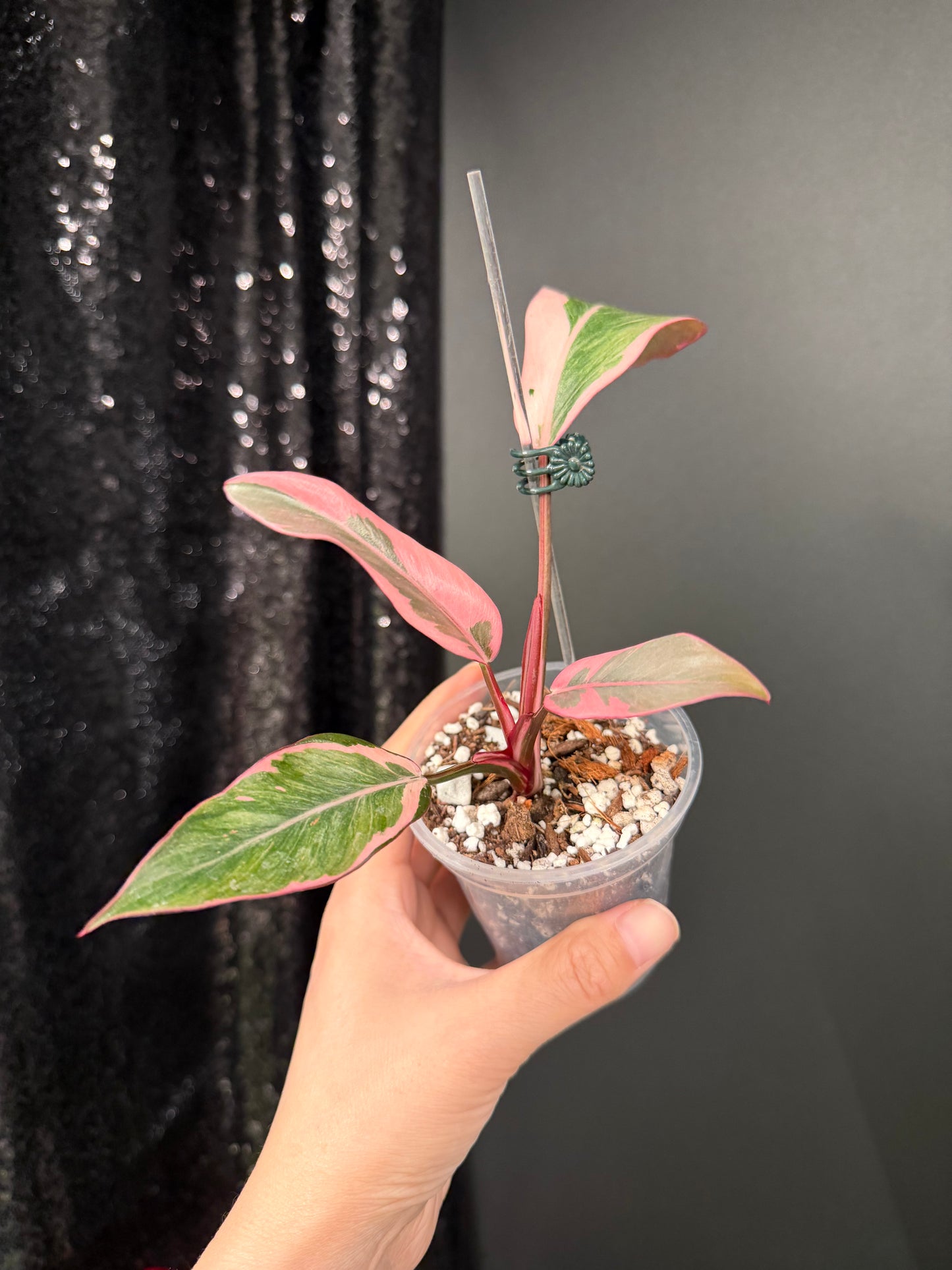 Philodendron Pink Princess Mutation